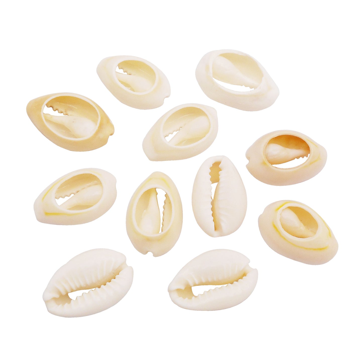 100Pcs Natural Sea Shells White Cowrie Sliced Shell Bead for Fish Tank Aquarium Decor Anklet Bracelet Making Accessory DIY Hair Decor