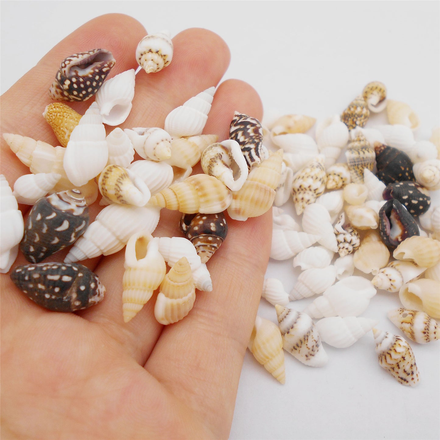 200Pcs Conch Shell Natural Spiral Shell Bead Mixed 8-23mm Beach Sea Shell DIY Fish Tank Home Decoration Bracelet Necklace Anklet Making Accessories