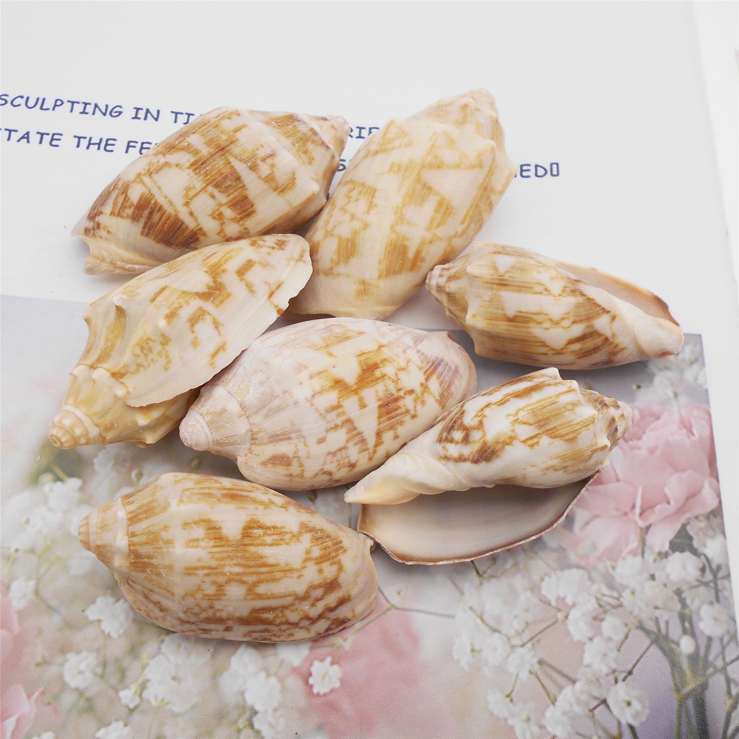 Natural Sea Shell Big Spiral Conch Shell White Clam Shell Bead DIY Fish Tank Ornament Making Accessory Beach Wedding Decor Supplies