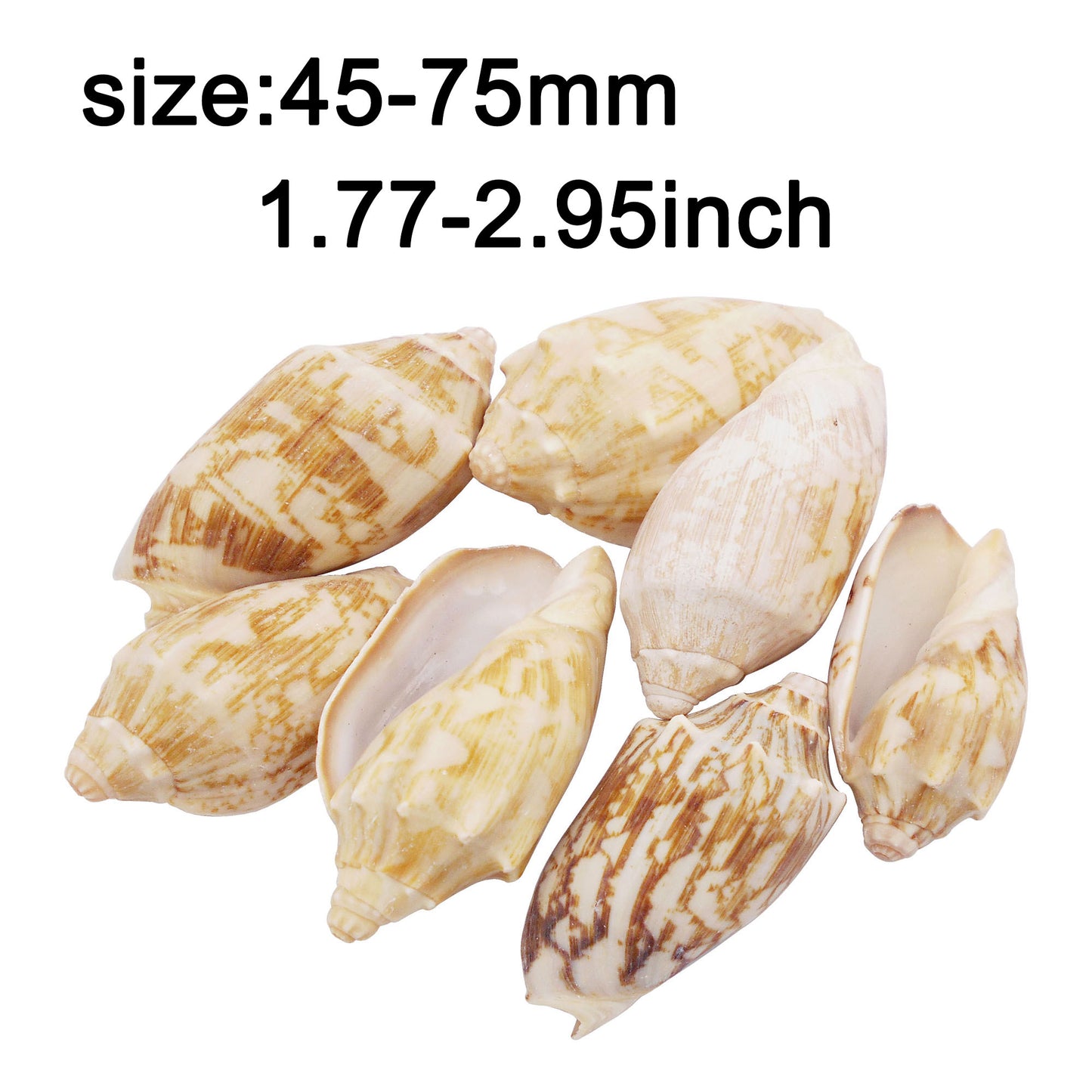 Natural Sea Shell Big Spiral Conch Shell White Clam Shell Bead DIY Fish Tank Ornament Making Accessory Beach Wedding Decor Supplies