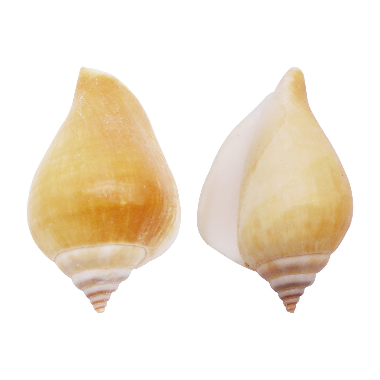 Natural Sea Shell Big Spiral Conch Shell White Clam Shell Bead DIY Fish Tank Ornament Making Accessory Beach Wedding Decor Supplies