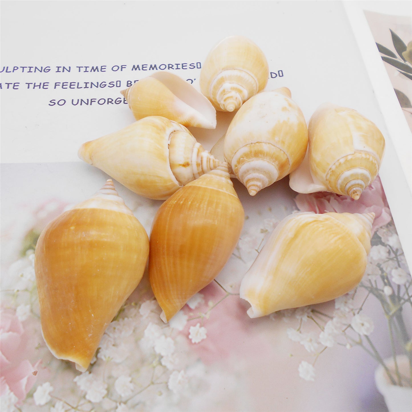 Natural Sea Shell Big Spiral Conch Shell White Clam Shell Bead DIY Fish Tank Ornament Making Accessory Beach Wedding Decor Supplies