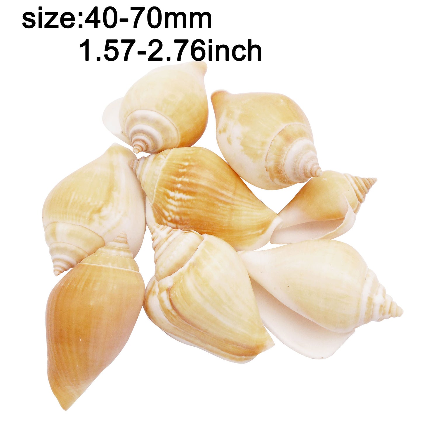 Natural Sea Shell Big Spiral Conch Shell White Clam Shell Bead DIY Fish Tank Ornament Making Accessory Beach Wedding Decor Supplies