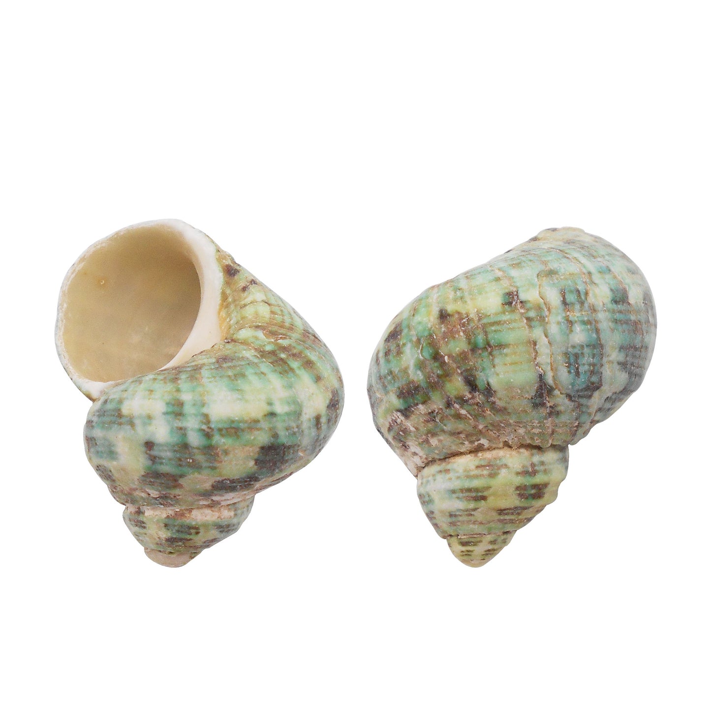 Natural Sea Shell Big Spiral Conch Shell White Clam Shell Bead DIY Fish Tank Ornament Making Accessory Beach Wedding Decor Supplies