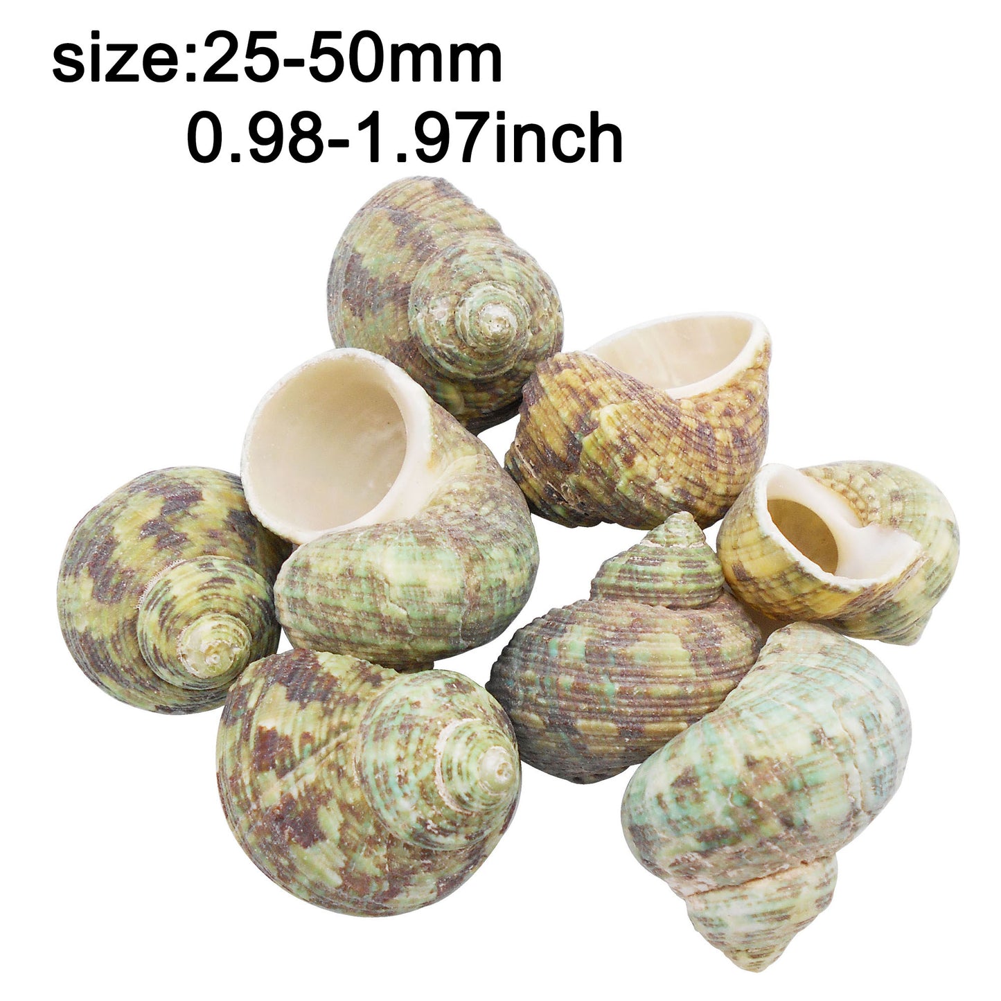 Natural Sea Shell Big Spiral Conch Shell White Clam Shell Bead DIY Fish Tank Ornament Making Accessory Beach Wedding Decor Supplies