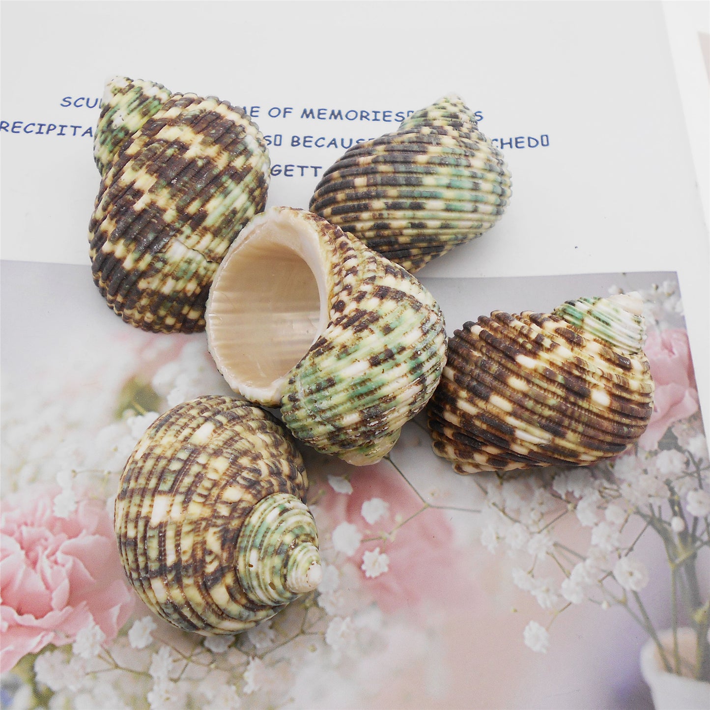 Natural Sea Shell Big Spiral Conch Shell White Clam Shell Bead DIY Fish Tank Ornament Making Accessory Beach Wedding Decor Supplies