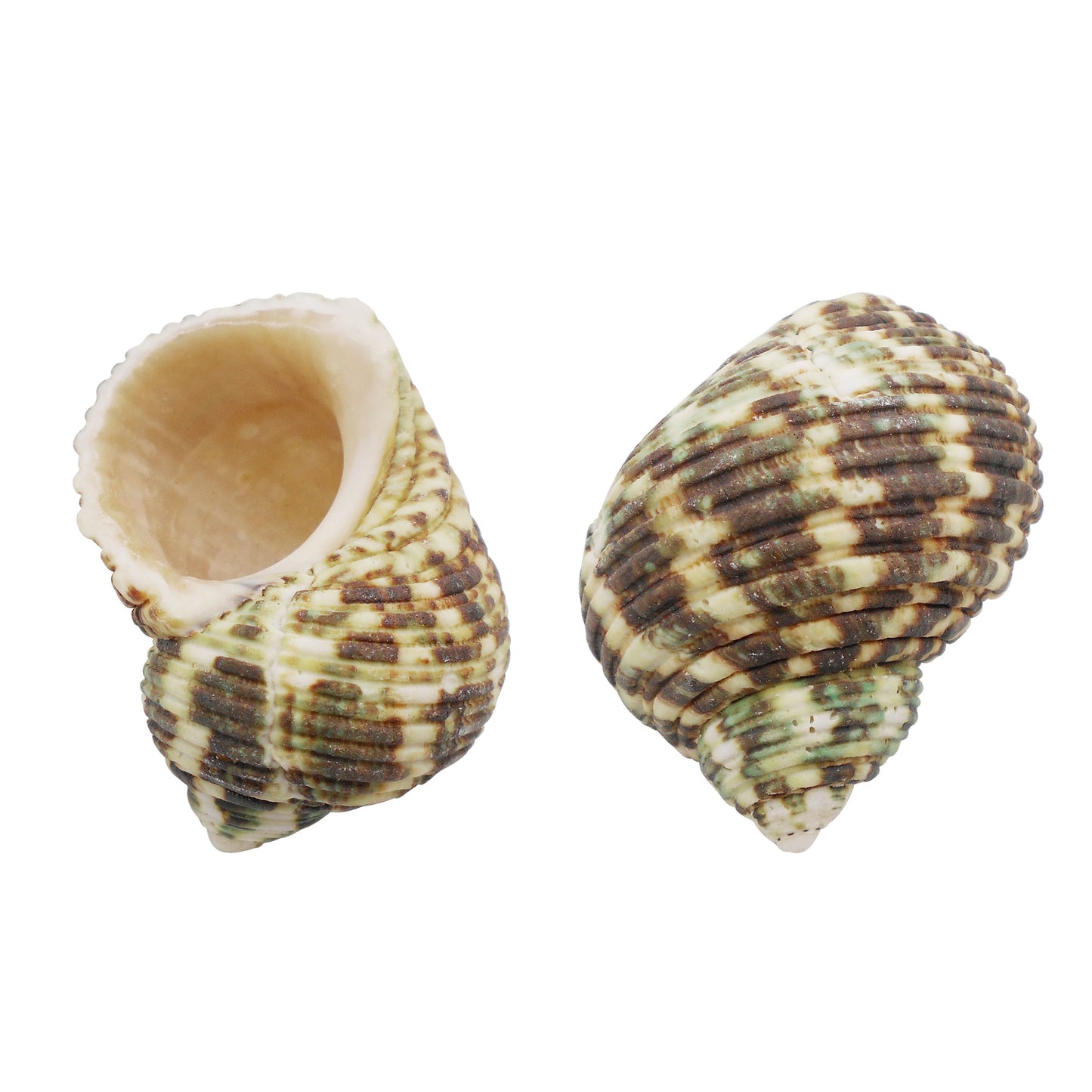 Natural Sea Shell Big Spiral Conch Shell White Clam Shell Bead DIY Fish Tank Ornament Making Accessory Beach Wedding Decor Supplies
