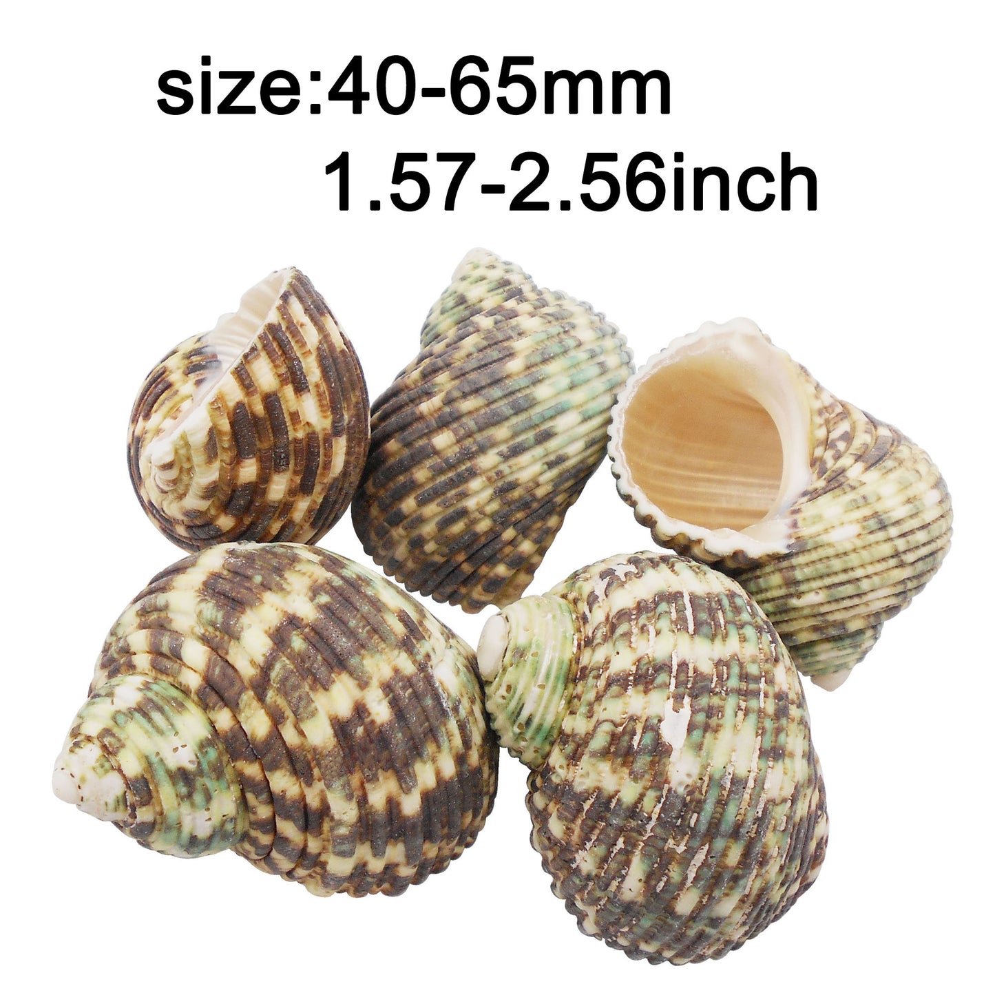 Natural Sea Shell Big Spiral Conch Shell White Clam Shell Bead DIY Fish Tank Ornament Making Accessory Beach Wedding Decor Supplies