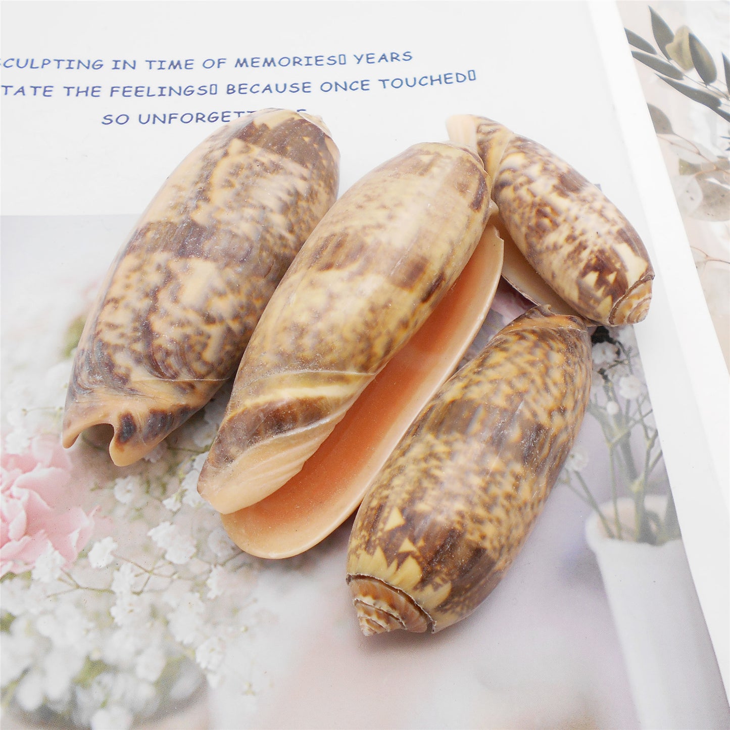 Natural Sea Shell Big Spiral Conch Shell White Clam Shell Bead DIY Fish Tank Ornament Making Accessory Beach Wedding Decor Supplies
