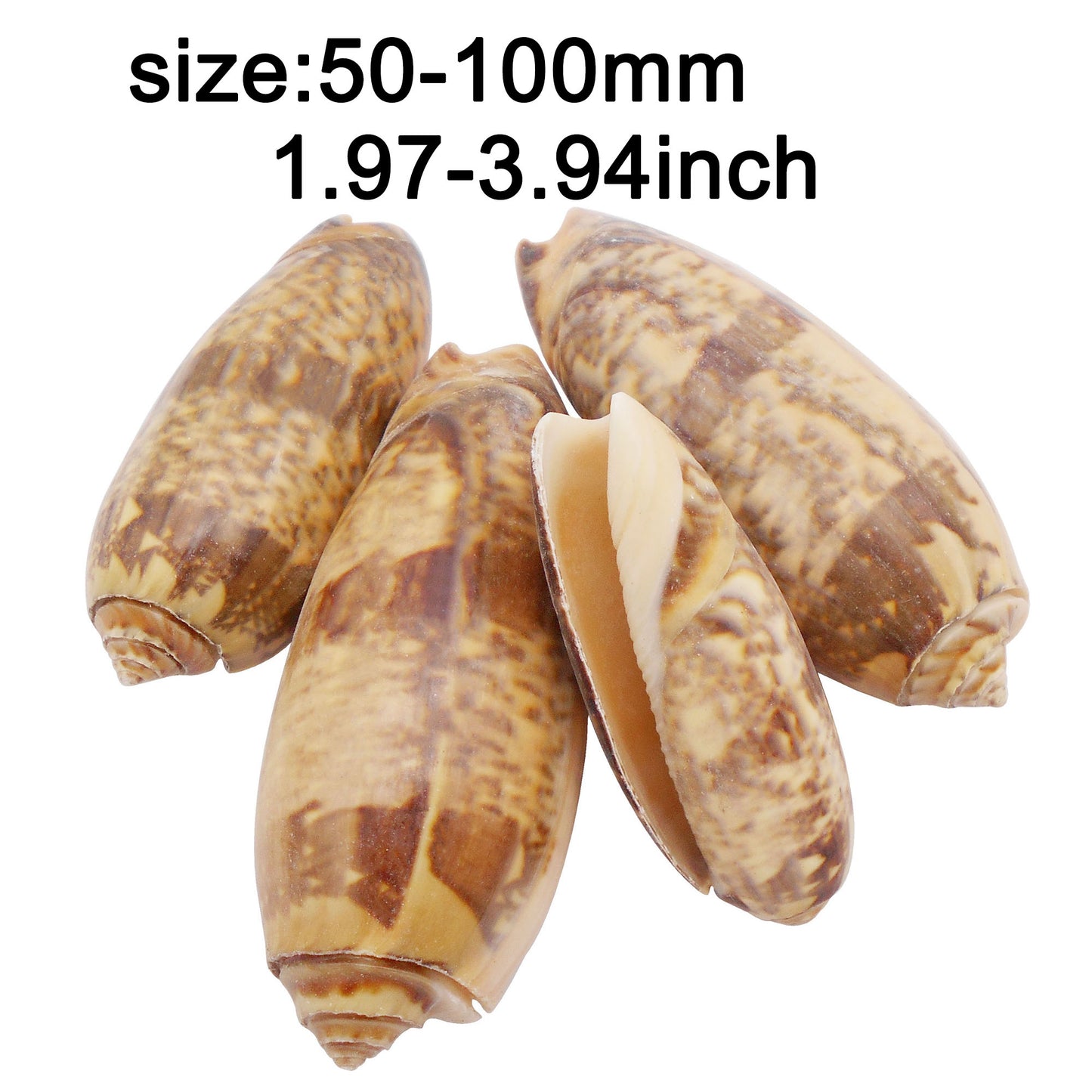 Natural Sea Shell Big Spiral Conch Shell White Clam Shell Bead DIY Fish Tank Ornament Making Accessory Beach Wedding Decor Supplies