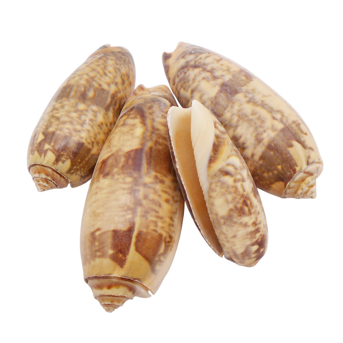 Natural Sea Shell Big Spiral Conch Shell White Clam Shell Bead DIY Fish Tank Ornament Making Accessory Beach Wedding Decor Supplies