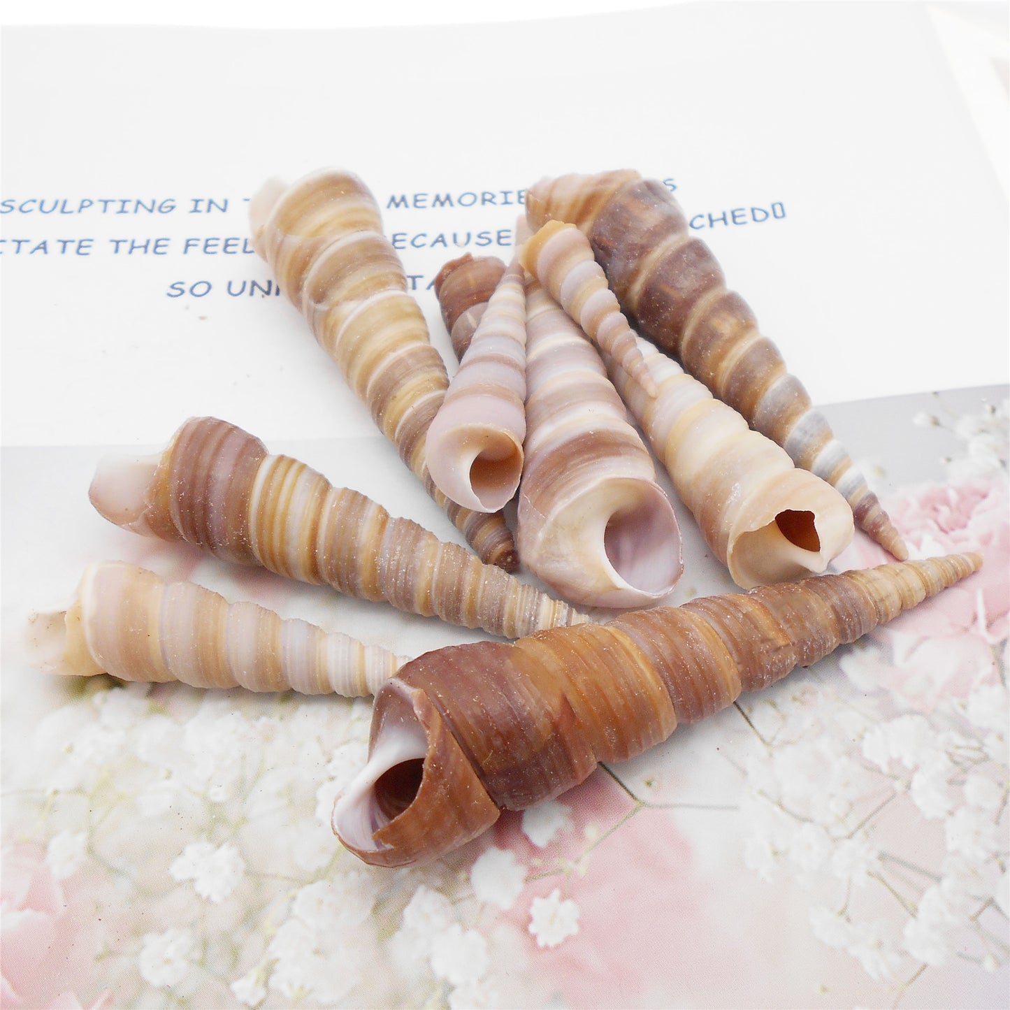 Natural Sea Shell Big Spiral Conch Shell White Clam Shell Bead DIY Fish Tank Ornament Making Accessory Beach Wedding Decor Supplies