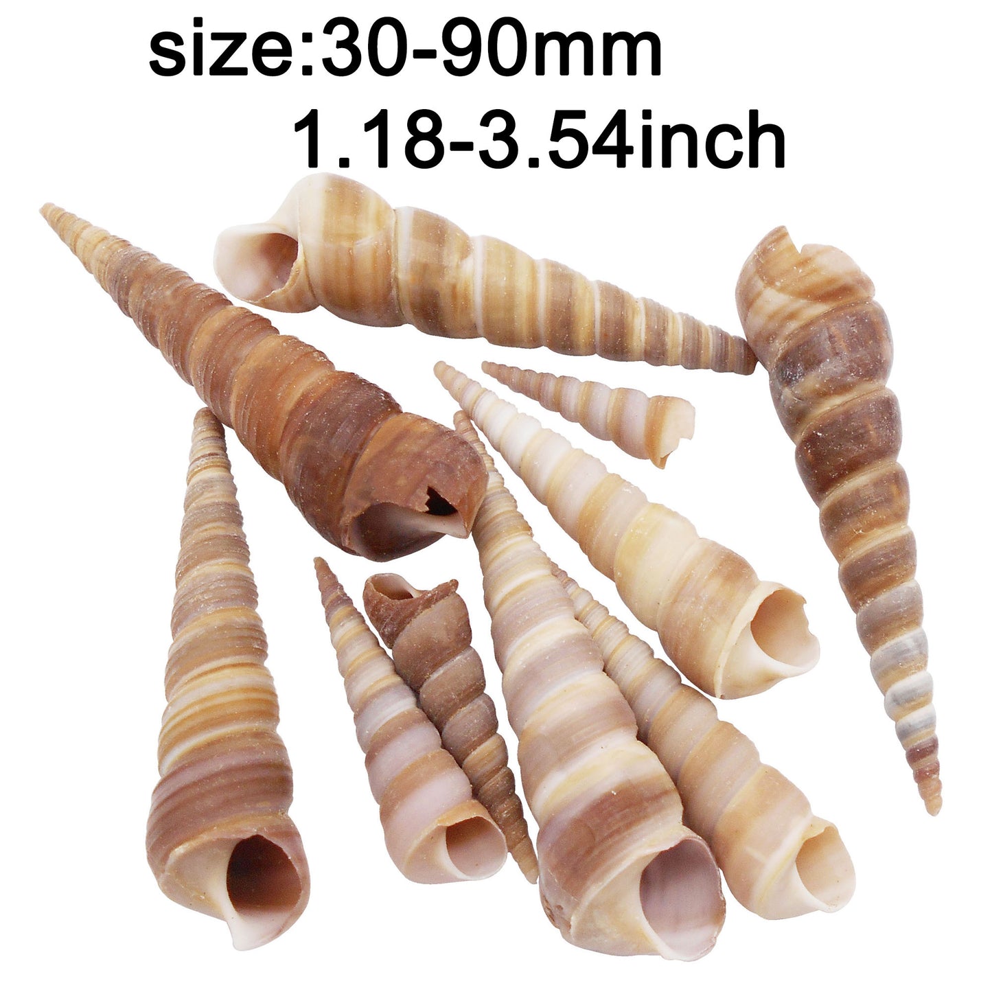 Natural Sea Shell Big Spiral Conch Shell White Clam Shell Bead DIY Fish Tank Ornament Making Accessory Beach Wedding Decor Supplies