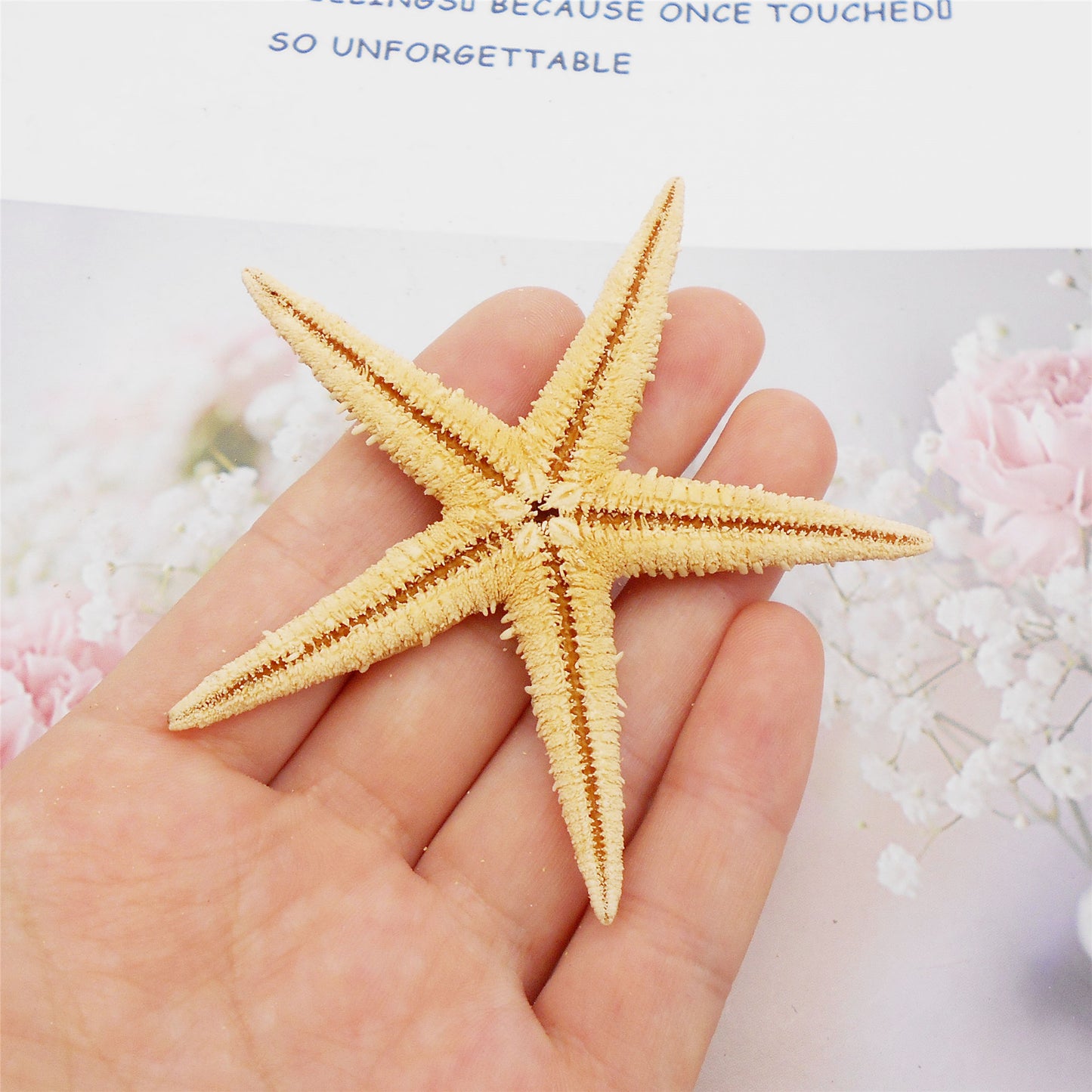 2pcs Natural Starfish Ocean Shell Sea Star DIY Fish Tank Aquarium Ornament Making Accessory Beach Wedding Decor Supplies