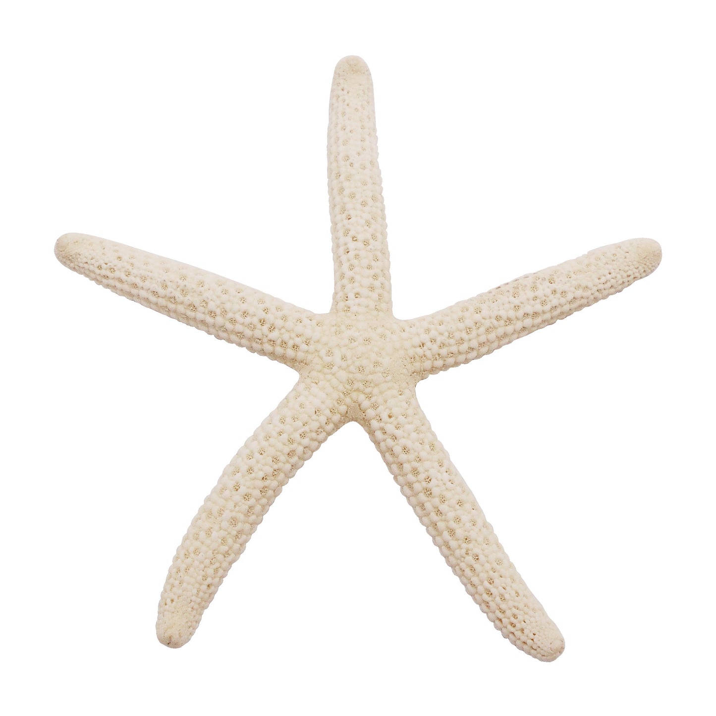 2pcs Natural Starfish Ocean Shell Sea Star DIY Fish Tank Aquarium Ornament Making Accessory Beach Wedding Decor Supplies