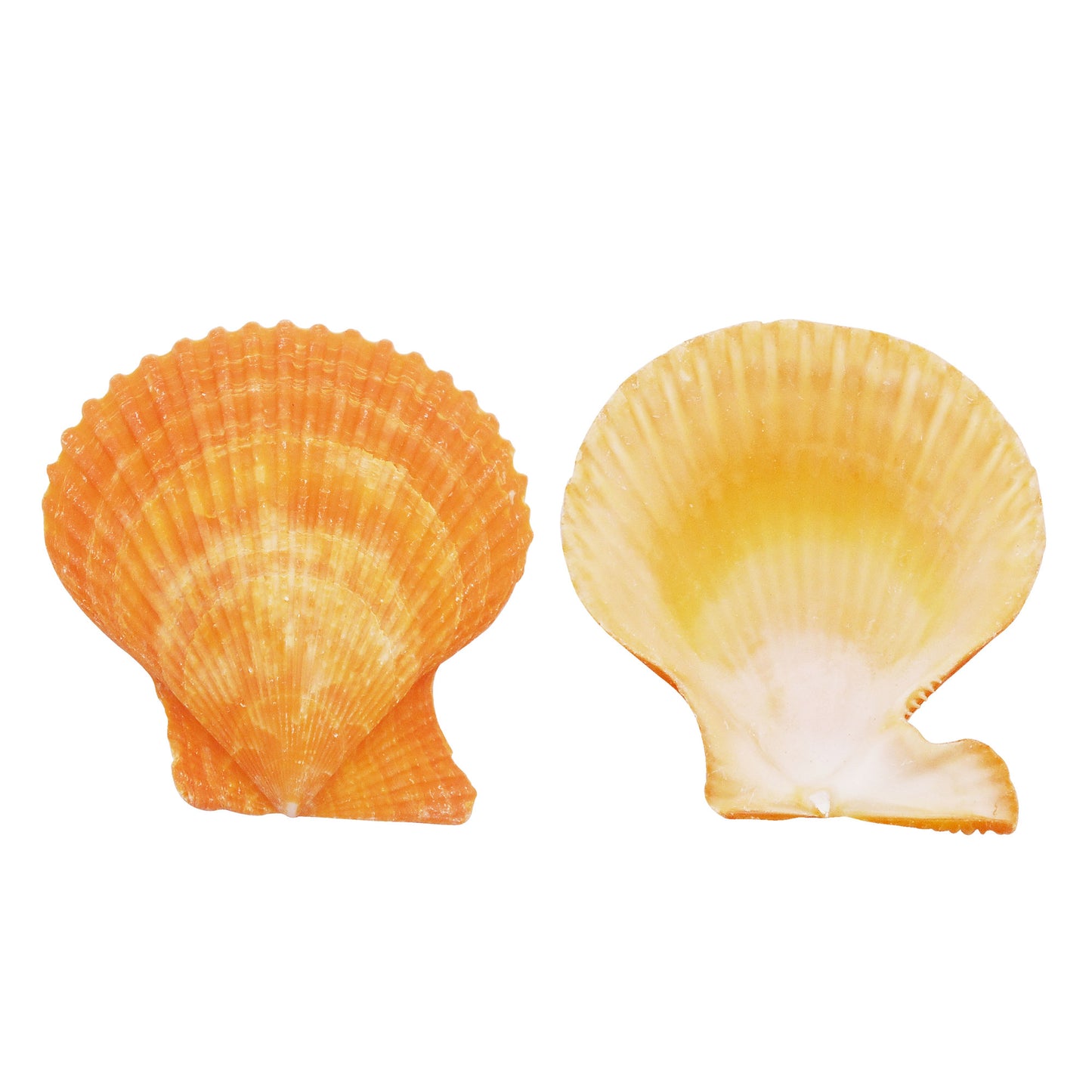 Natural Sea Shell Big Spiral Conch Shell White Clam Shell Bead DIY Fish Tank Ornament Making Accessory Beach Wedding Decor Supplies