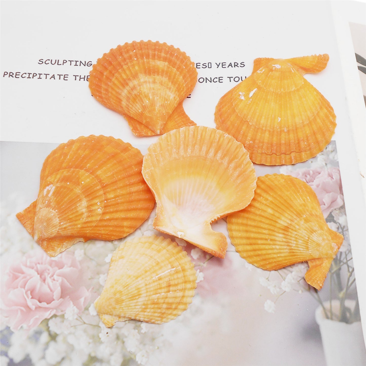 Natural Sea Shell Big Spiral Conch Shell White Clam Shell Bead DIY Fish Tank Ornament Making Accessory Beach Wedding Decor Supplies