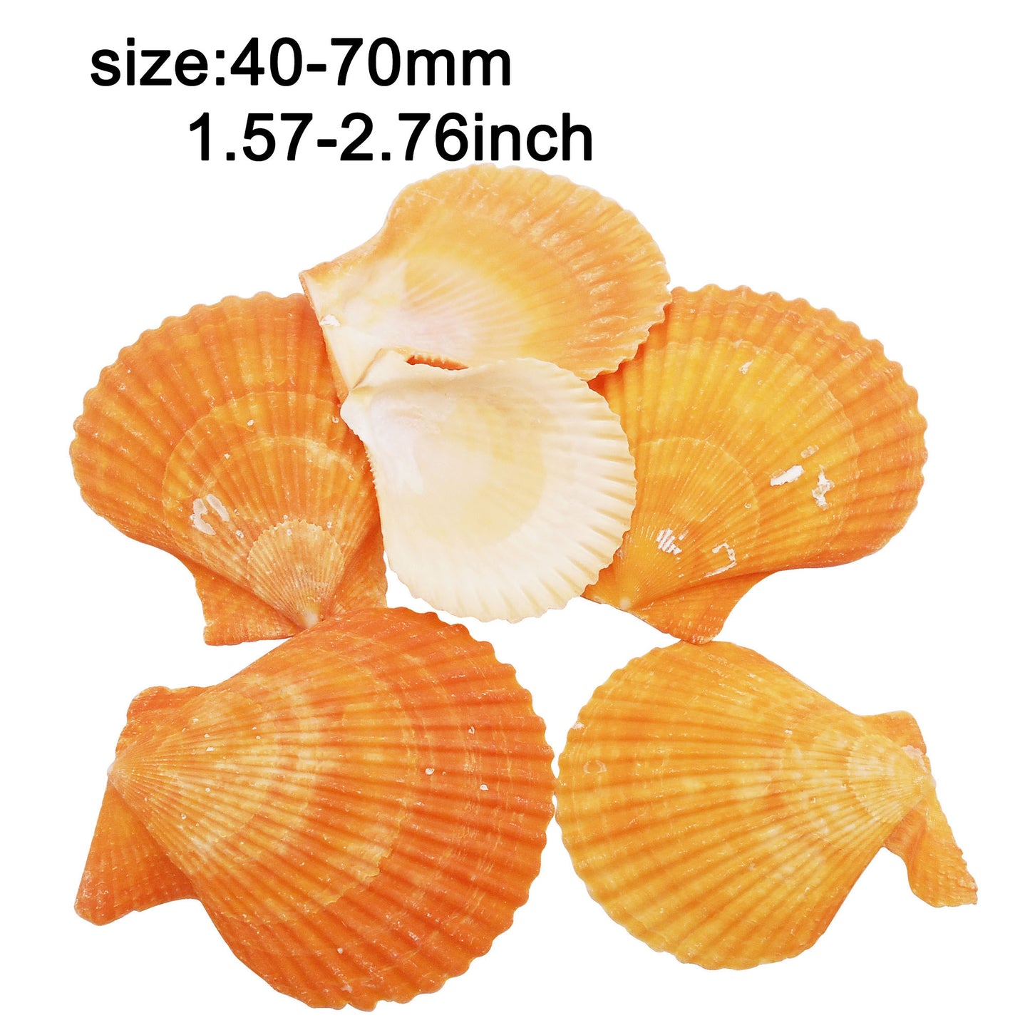 Natural Sea Shell Big Spiral Conch Shell White Clam Shell Bead DIY Fish Tank Ornament Making Accessory Beach Wedding Decor Supplies
