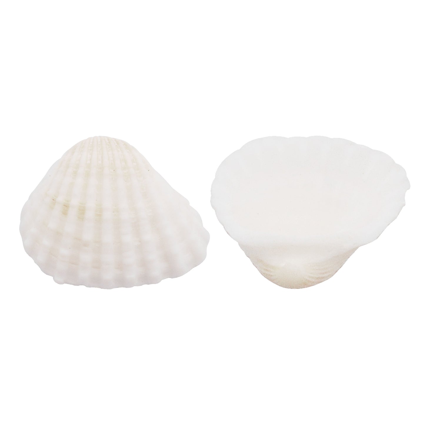 Natural Sea Shell Big Spiral Conch Shell White Clam Shell Bead DIY Fish Tank Ornament Making Accessory Beach Wedding Decor Supplies