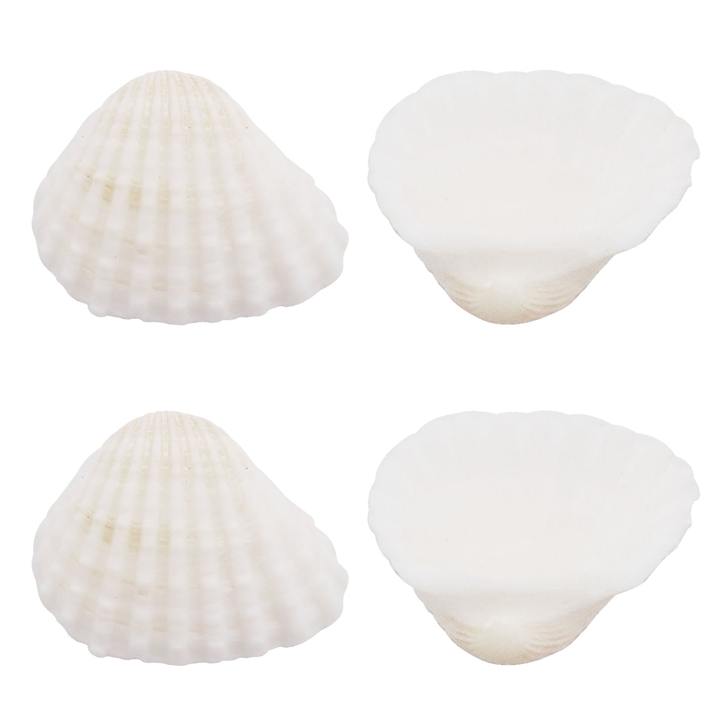 350 Grams Natural Seashells Small White Shells Bulk for Home Decor Beach Theme Party Candle Making Decoration Aquarium Vases Filler Craft DIY