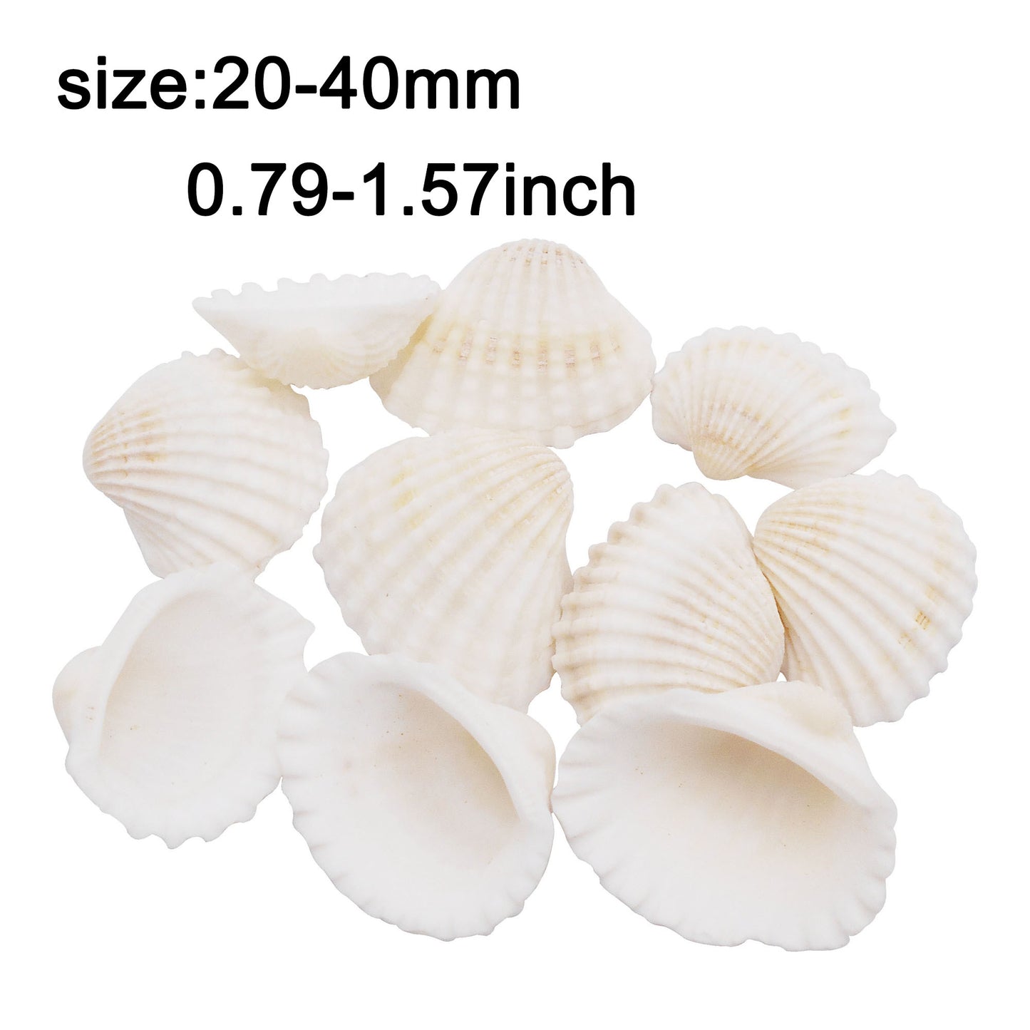 Natural Sea Shell Big Spiral Conch Shell White Clam Shell Bead DIY Fish Tank Ornament Making Accessory Beach Wedding Decor Supplies