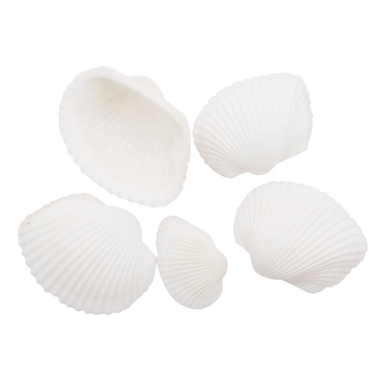 Natural Sea Shell Big Spiral Conch Shell White Clam Shell Bead DIY Fish Tank Ornament Making Accessory Beach Wedding Decor Supplies
