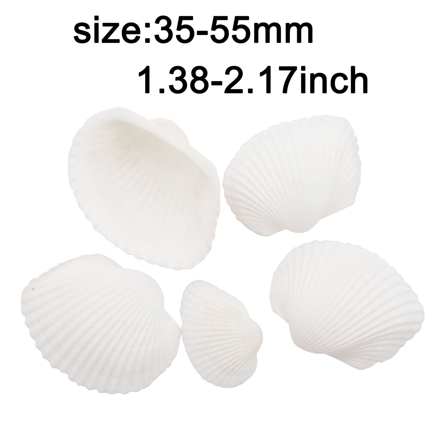 Natural Sea Shell Big Spiral Conch Shell White Clam Shell Bead DIY Fish Tank Ornament Making Accessory Beach Wedding Decor Supplies