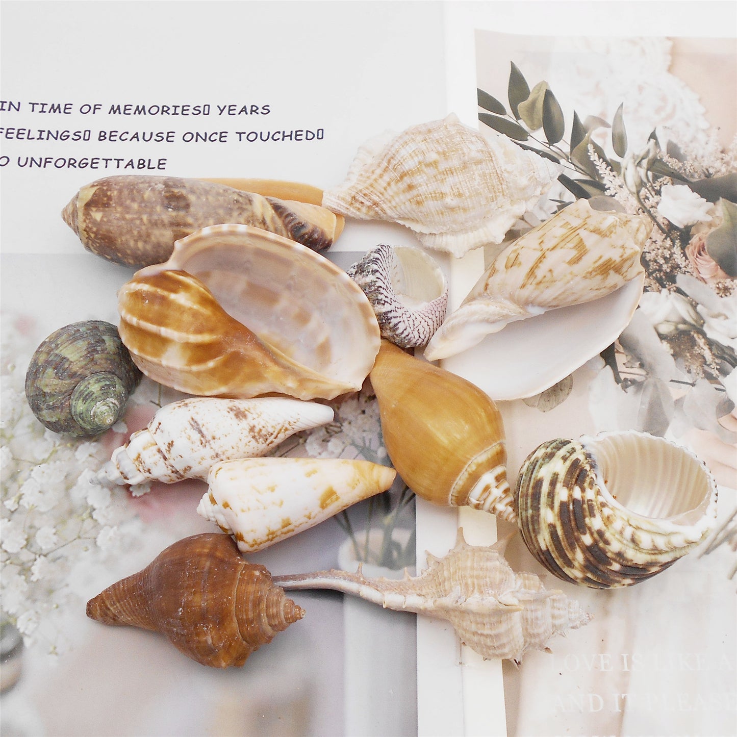 12Pcs Natural Hermit Crab Shells Ocean Animal's House Sea Shell DIY Fish Tank Ornament Landscaping Home Decoration