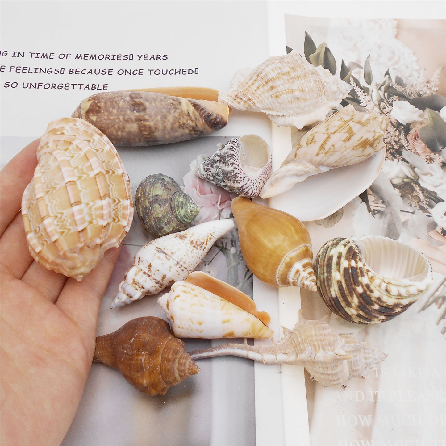 12Pcs Natural Hermit Crab Shells Ocean Animal's House Sea Shell DIY Fish Tank Ornament Landscaping Home Decoration