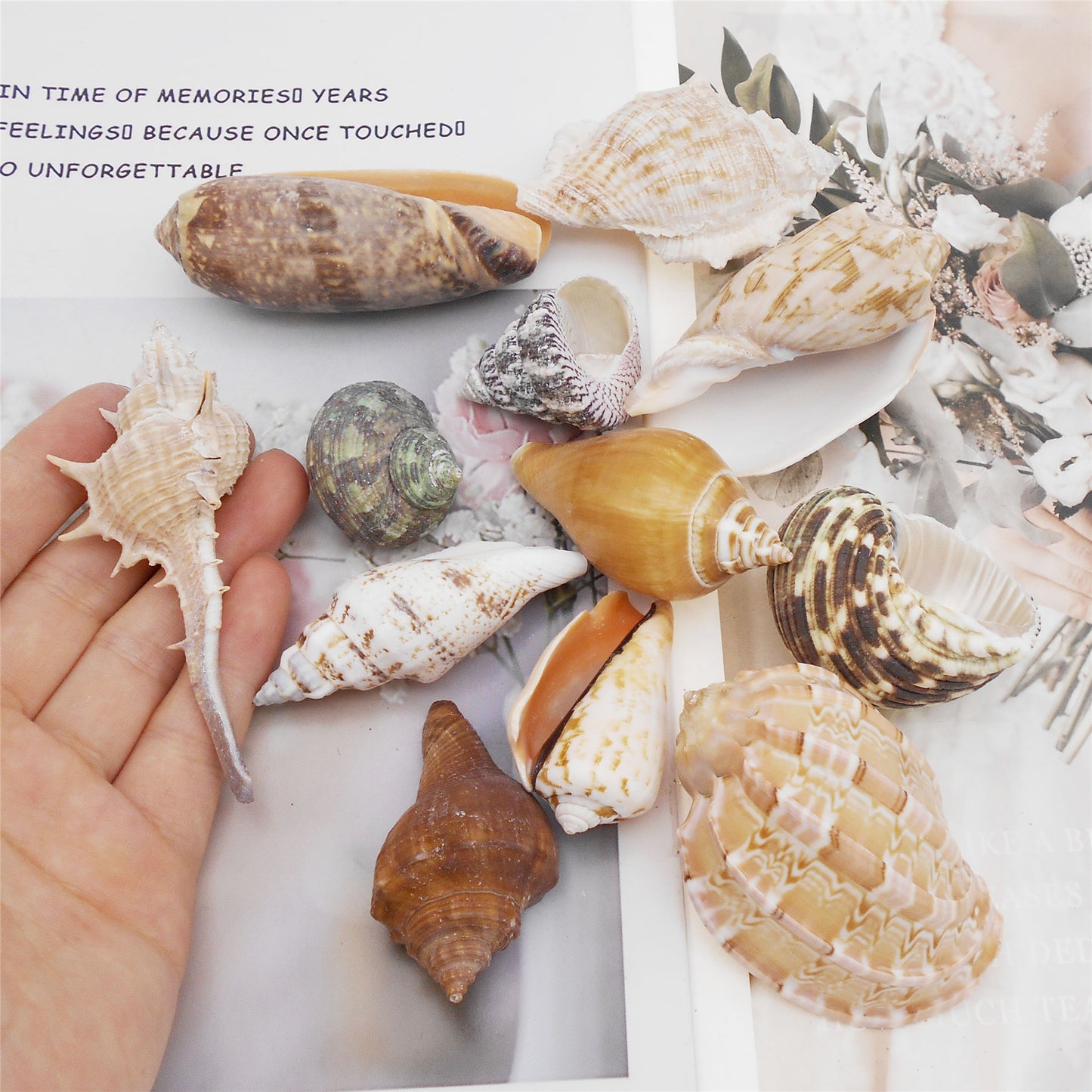 12Pcs Natural Hermit Crab Shells Ocean Animal's House Sea Shell DIY Fish Tank Ornament Landscaping Home Decoration