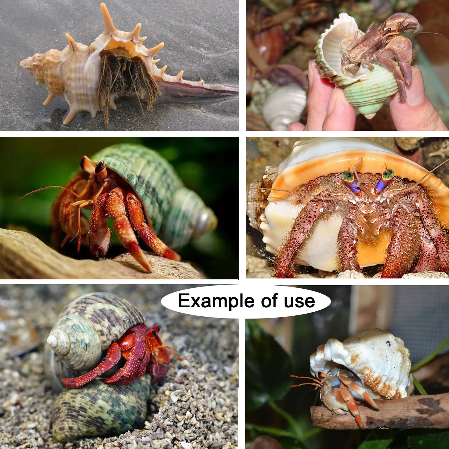 12Pcs Natural Hermit Crab Shells Ocean Animal's House Sea Shell DIY Fish Tank Ornament Landscaping Home Decoration