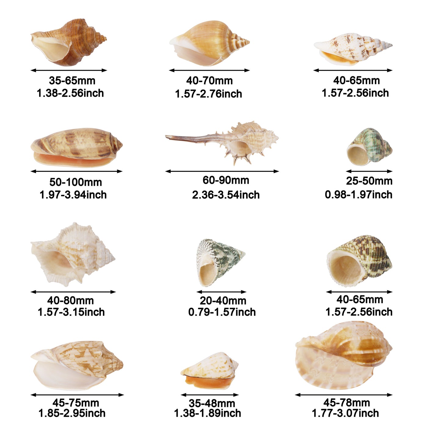 12Pcs Natural Hermit Crab Shells Ocean Animal's House Sea Shell DIY Fish Tank Ornament Landscaping Home Decoration