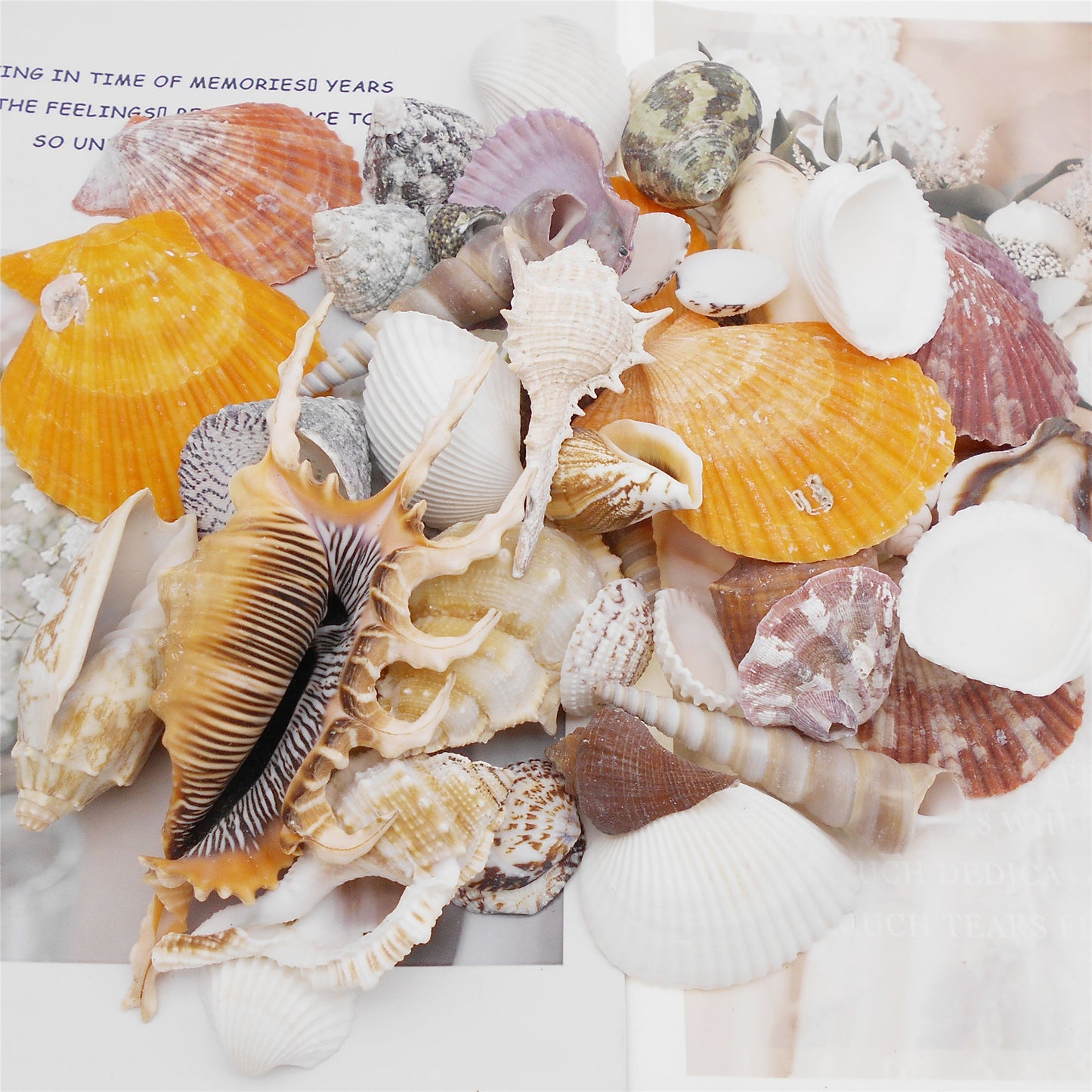 50Pcs Sea Shell Natural Marine Conch Shell DIY Fish Tank Landscaping Ornament Making Supplies Home Beach Wedding Decor Accessory
