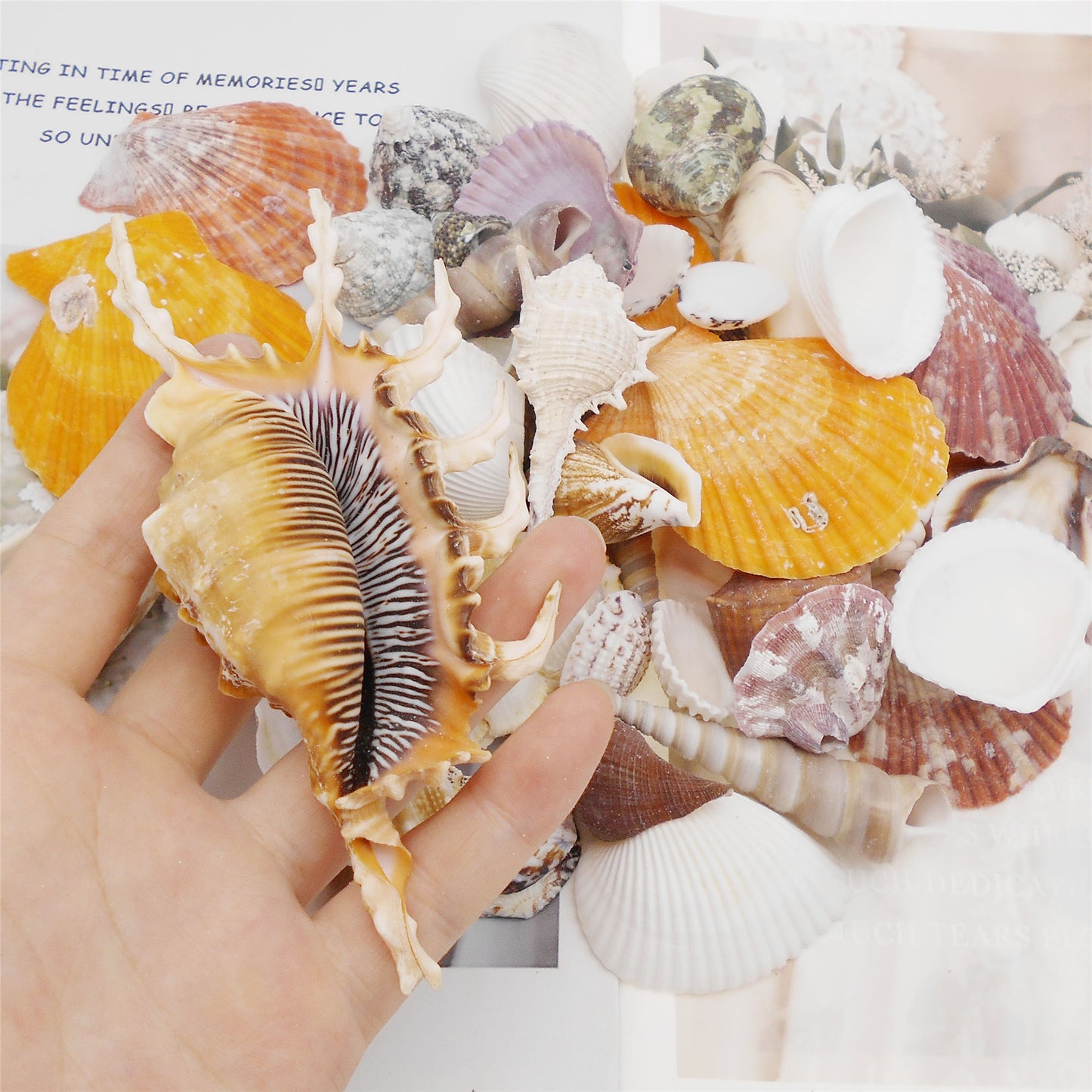 50Pcs Sea Shell Natural Marine Conch Shell DIY Fish Tank Landscaping Ornament Making Supplies Home Beach Wedding Decor Accessory