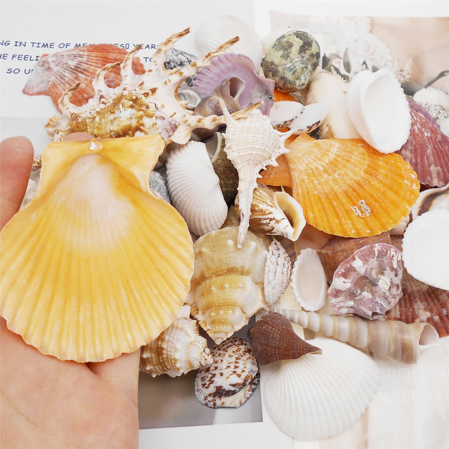 50Pcs Sea Shell Natural Marine Conch Shell DIY Fish Tank Landscaping Ornament Making Supplies Home Beach Wedding Decor Accessory