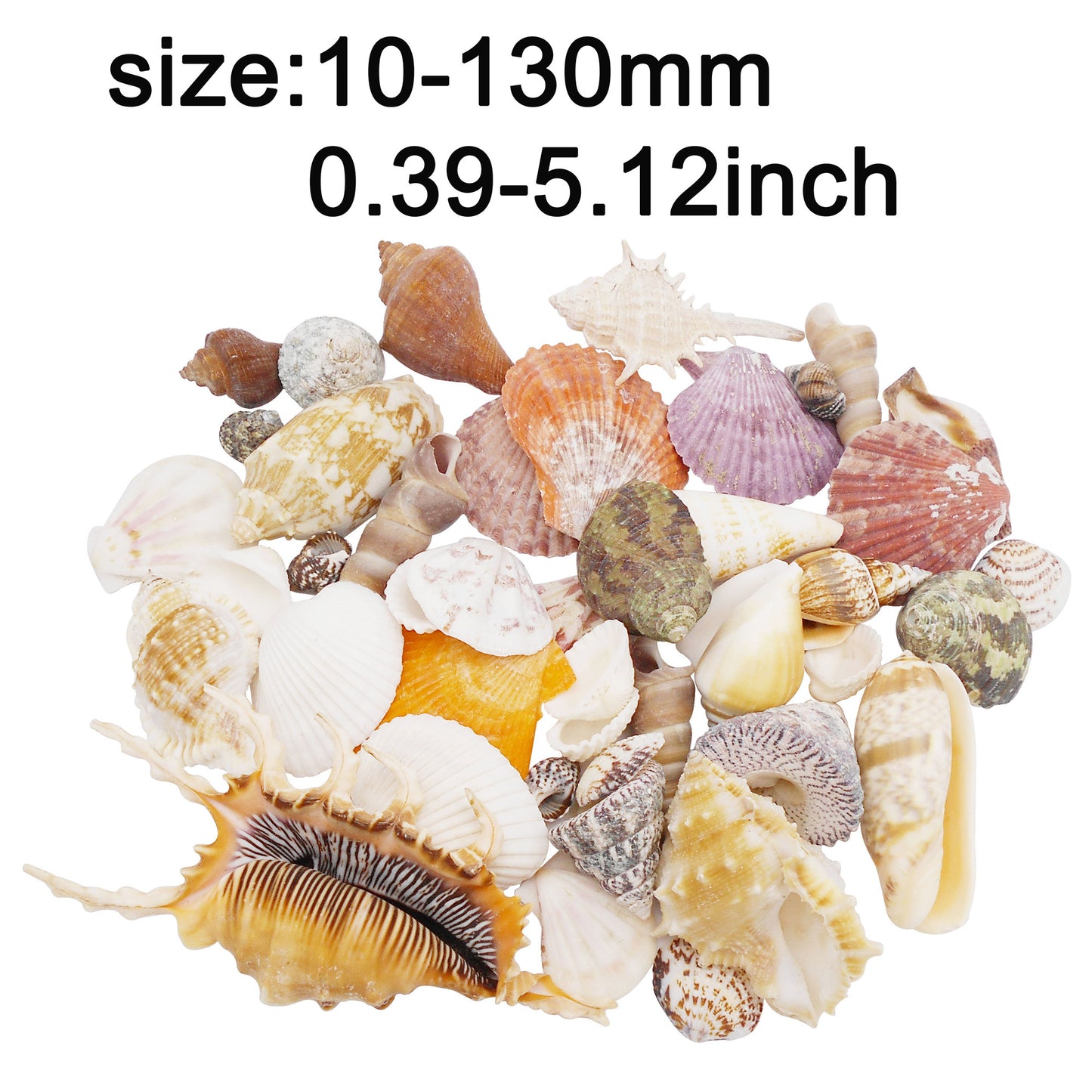 50Pcs Sea Shell Natural Marine Conch Shell DIY Fish Tank Landscaping Ornament Making Supplies Home Beach Wedding Decor Accessory