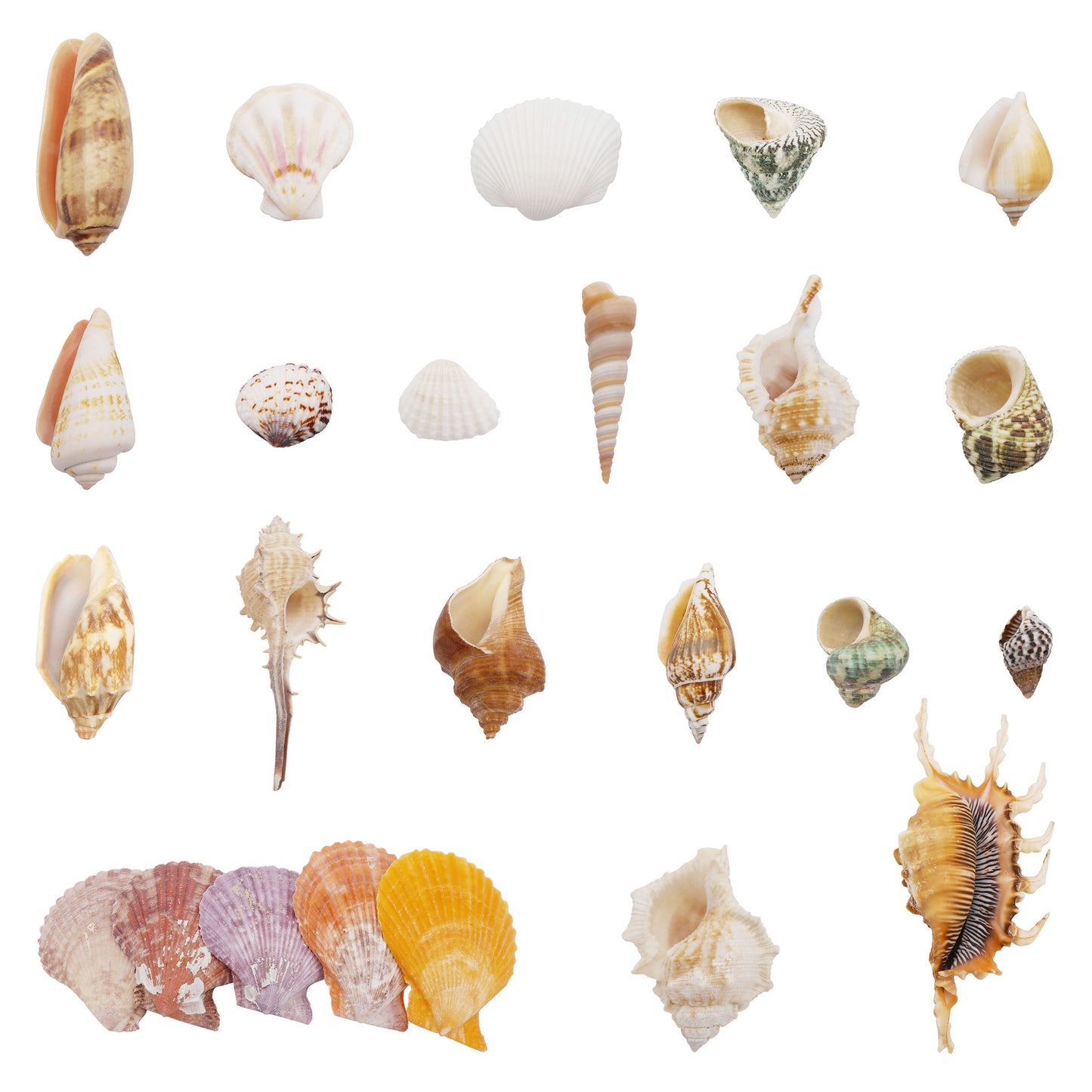 50Pcs Sea Shell Natural Marine Conch Shell DIY Fish Tank Landscaping Ornament Making Supplies Home Beach Wedding Decor Accessory