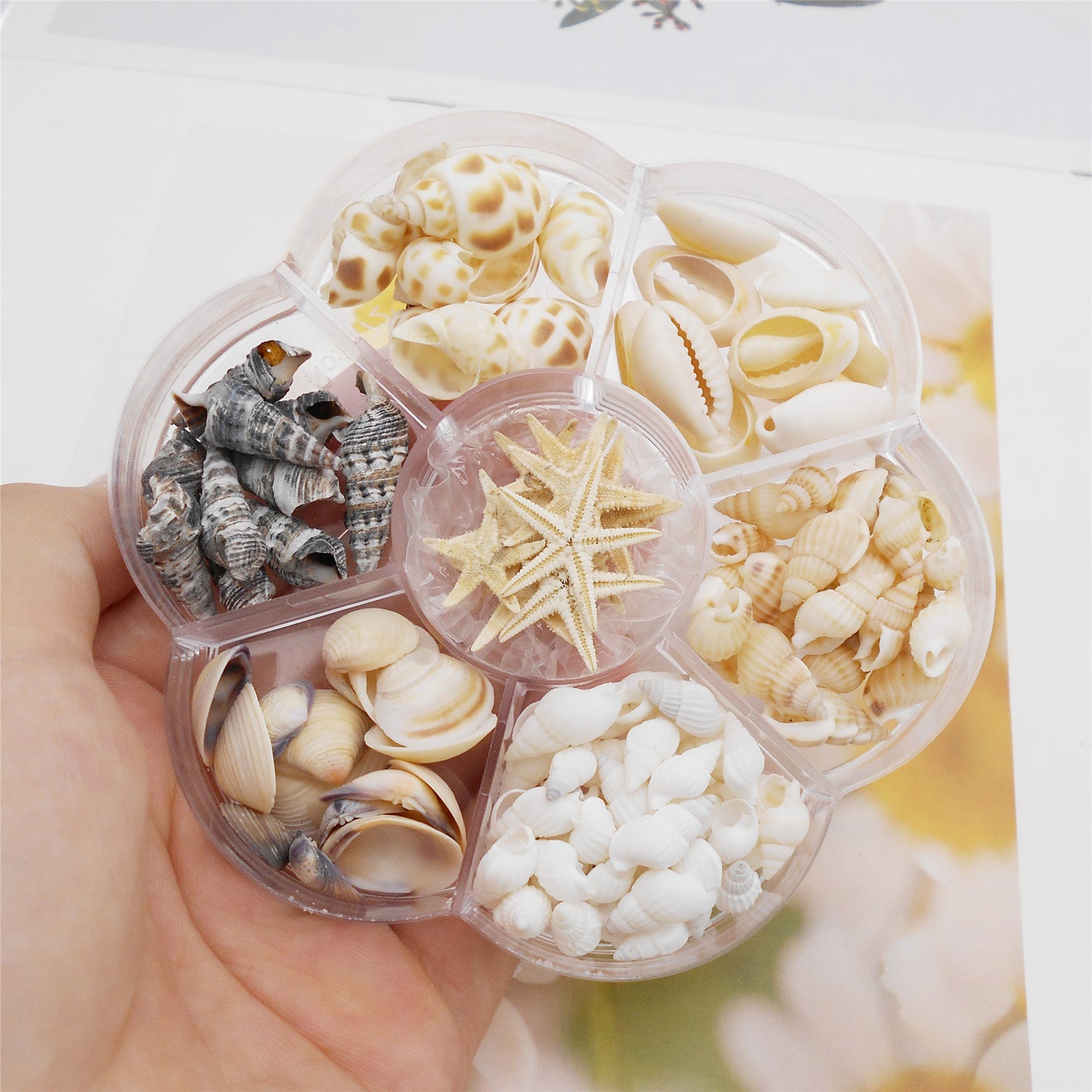 1 Box of Natural Sea Shell Marine Conch Shell DIY Jewelry Accessory Crafts Fish Tank Landscaping Ornament Making Supplies