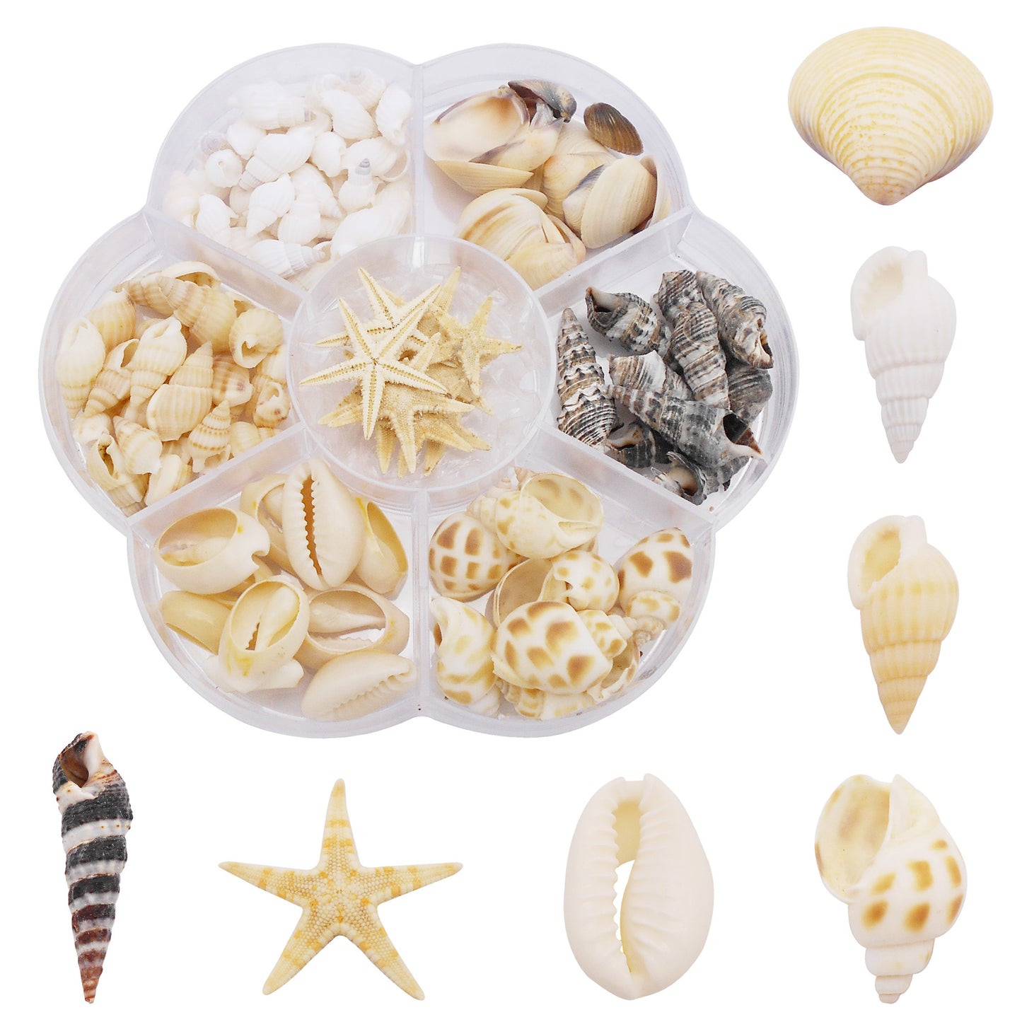 1 Box of Natural Sea Shell Marine Conch Shell DIY Jewelry Accessory Crafts Fish Tank Landscaping Ornament Making Supplies