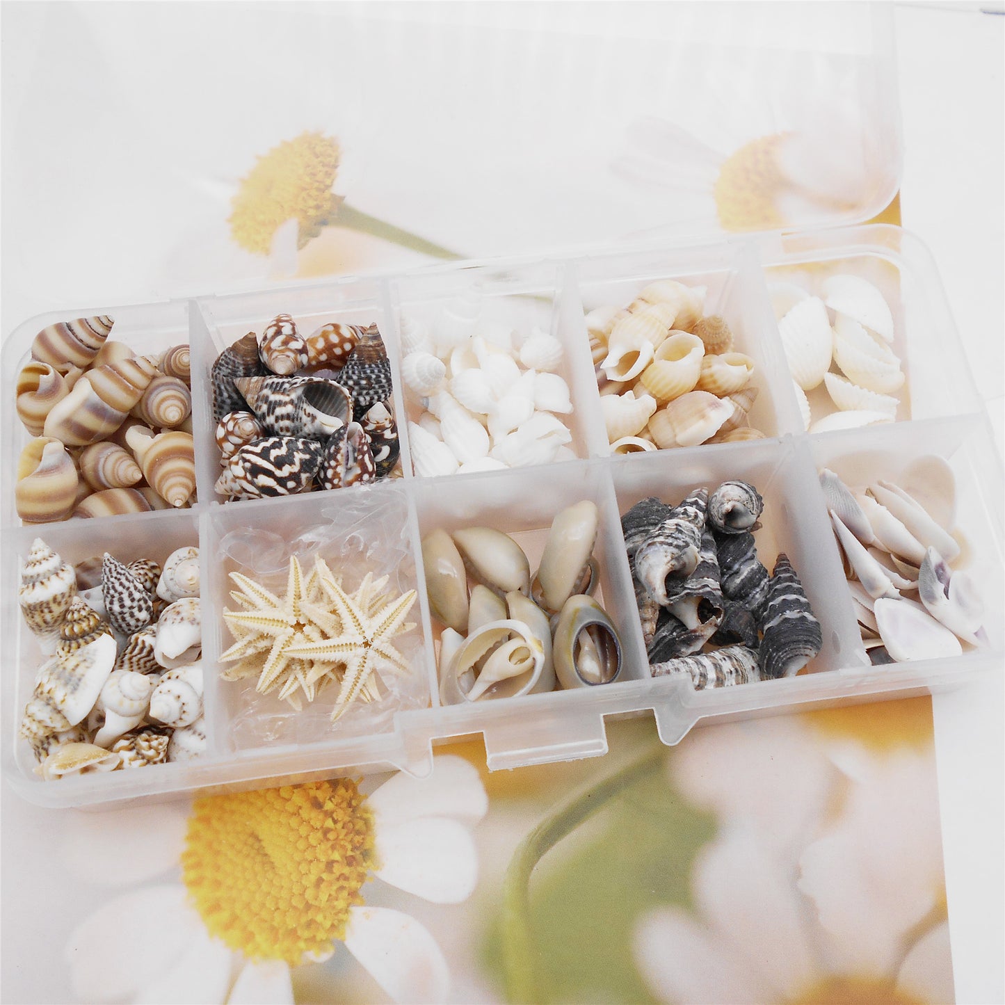 1 Box of Natural Sea Shell Marine Conch Shell DIY Jewelry Accessory Crafts Fish Tank Landscaping Ornament Making Supplies