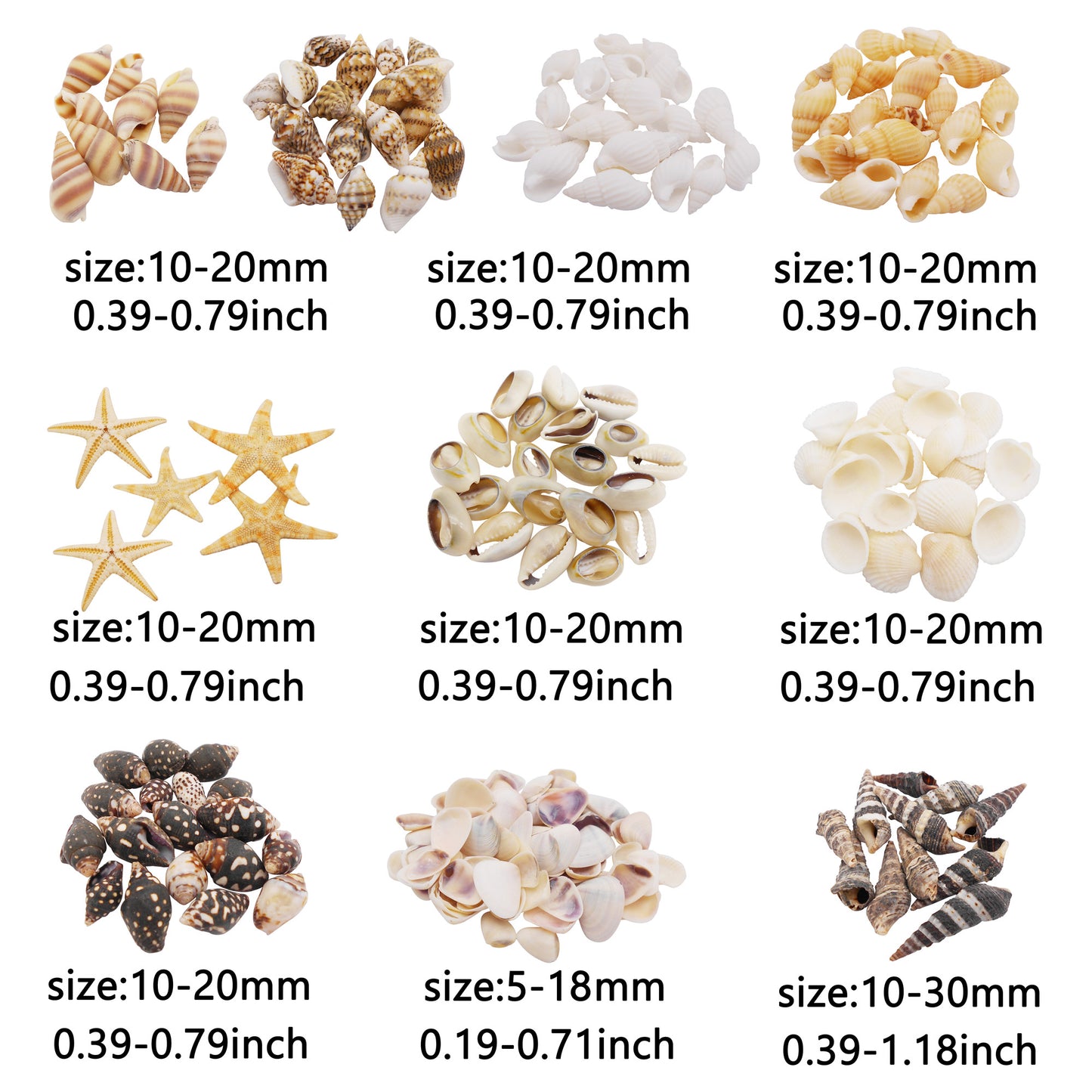 1 Box of Natural Sea Shell Marine Conch Shell DIY Jewelry Accessory Crafts Fish Tank Landscaping Ornament Making Supplies