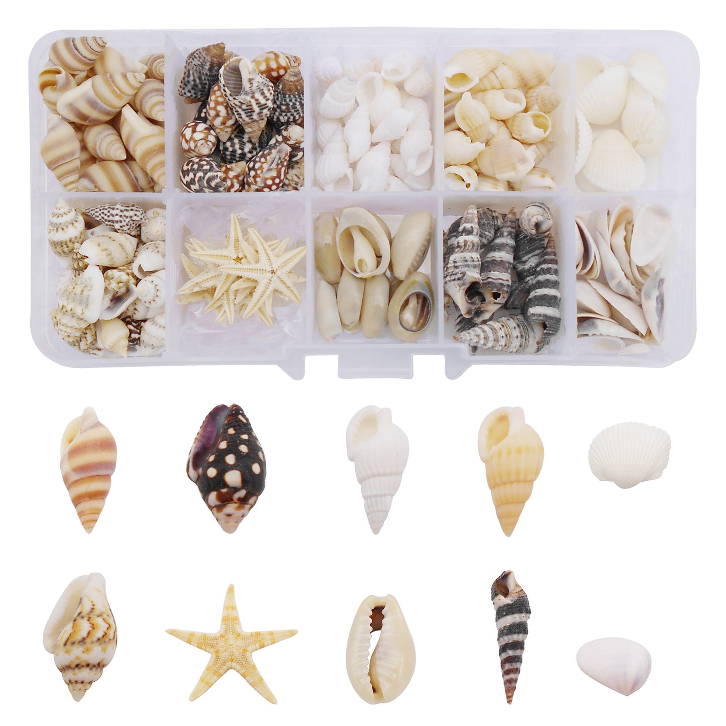 1 Box of Natural Sea Shell Marine Conch Shell DIY Jewelry Accessory Crafts Fish Tank Landscaping Ornament Making Supplies