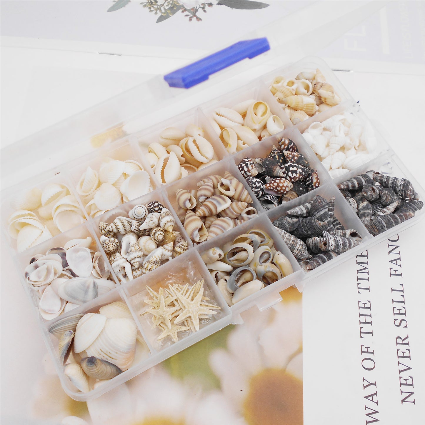 1 Box of Natural Sea Shell Marine Conch Shell DIY Jewelry Accessory Crafts Fish Tank Landscaping Ornament Making Supplies