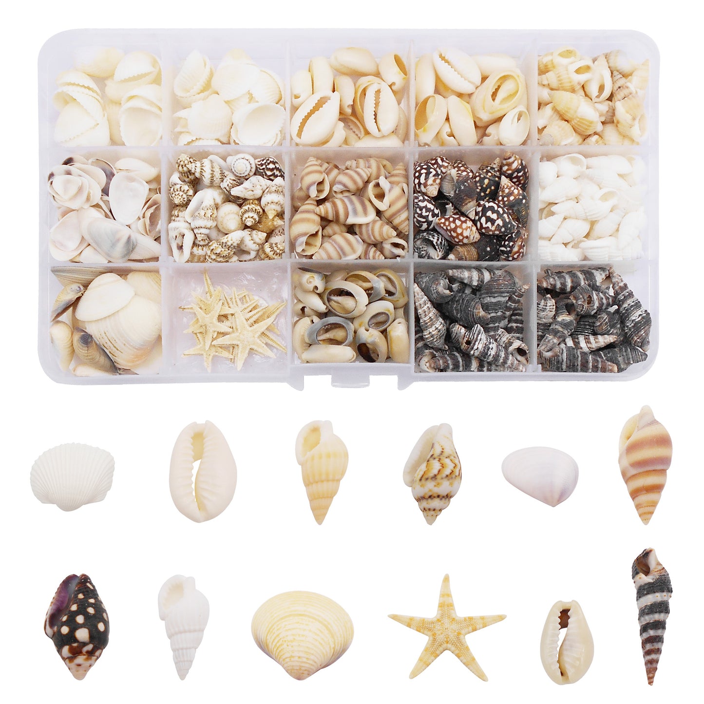 1 Box of Natural Sea Shell Marine Conch Shell DIY Jewelry Accessory Crafts Fish Tank Landscaping Ornament Making Supplies