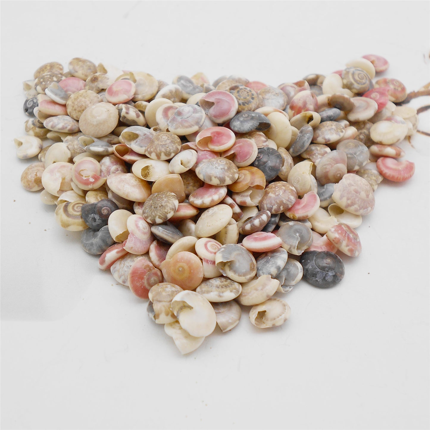 200Pcs Natural Conch Shell Tiny Clam Scallop Shell Real Sea Shell for Beach Wedding & Miniature Landscape Decor, DIY Crafts Supplies