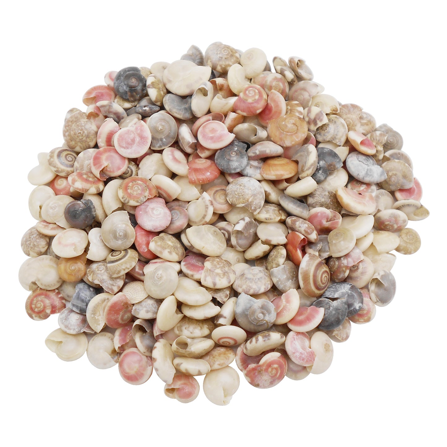 200Pcs Natural Conch Shell Tiny Clam Scallop Shell Real Sea Shell for Beach Wedding & Miniature Landscape Decor, DIY Crafts Supplies
