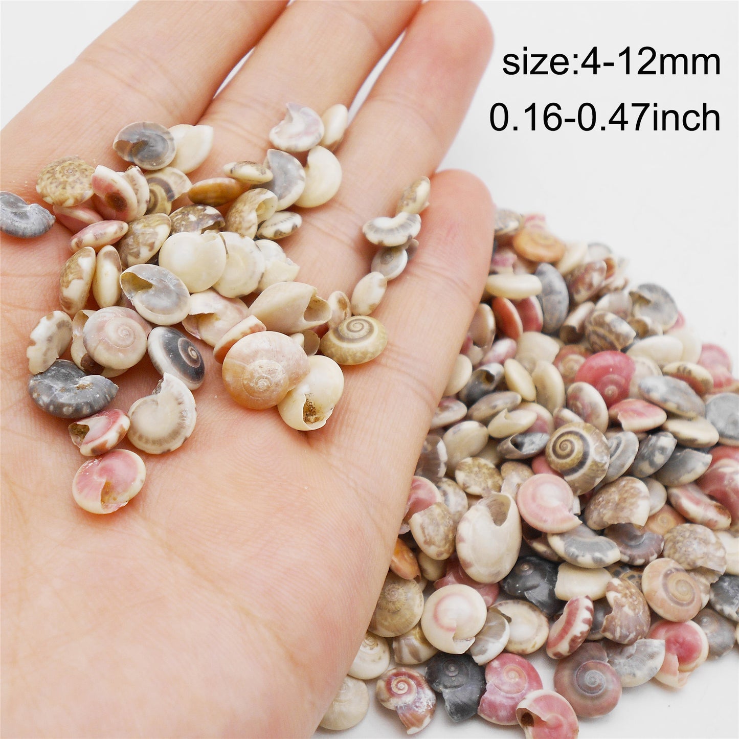 200Pcs Natural Conch Shell Tiny Clam Scallop Shell Real Sea Shell for Beach Wedding & Miniature Landscape Decor, DIY Crafts Supplies