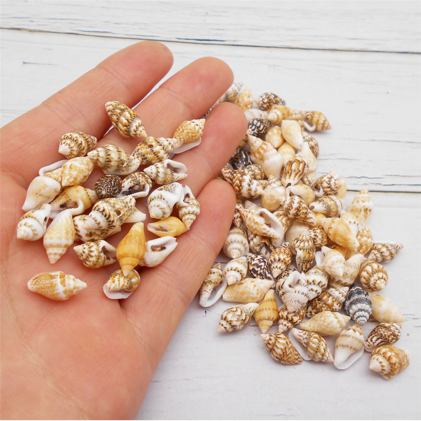 50g One Pack Marine Shell with Hole Natural Conch Shell Bead for DIY Jewelry Making, Fish Tank Aquarium Decor