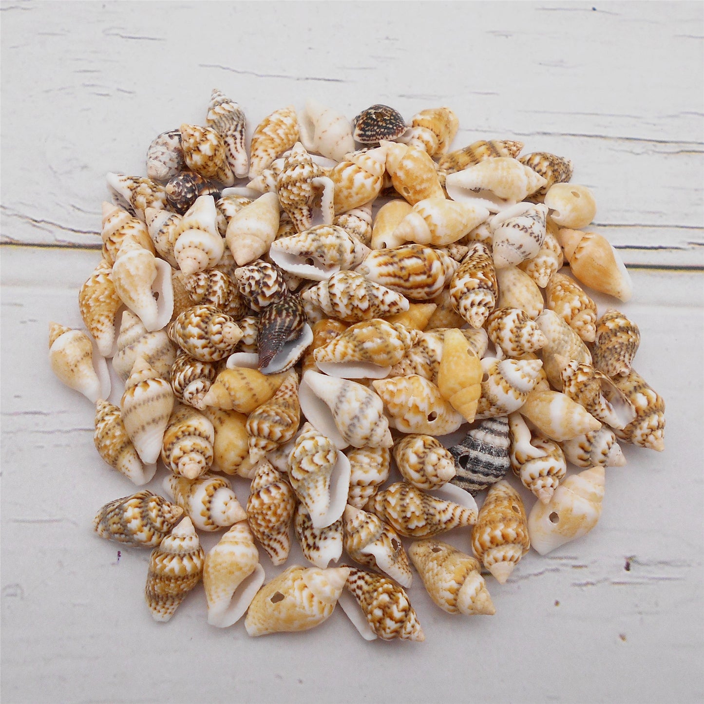 50g One Pack Marine Shell with Hole Natural Conch Shell Bead for DIY Jewelry Making, Fish Tank Aquarium Decor