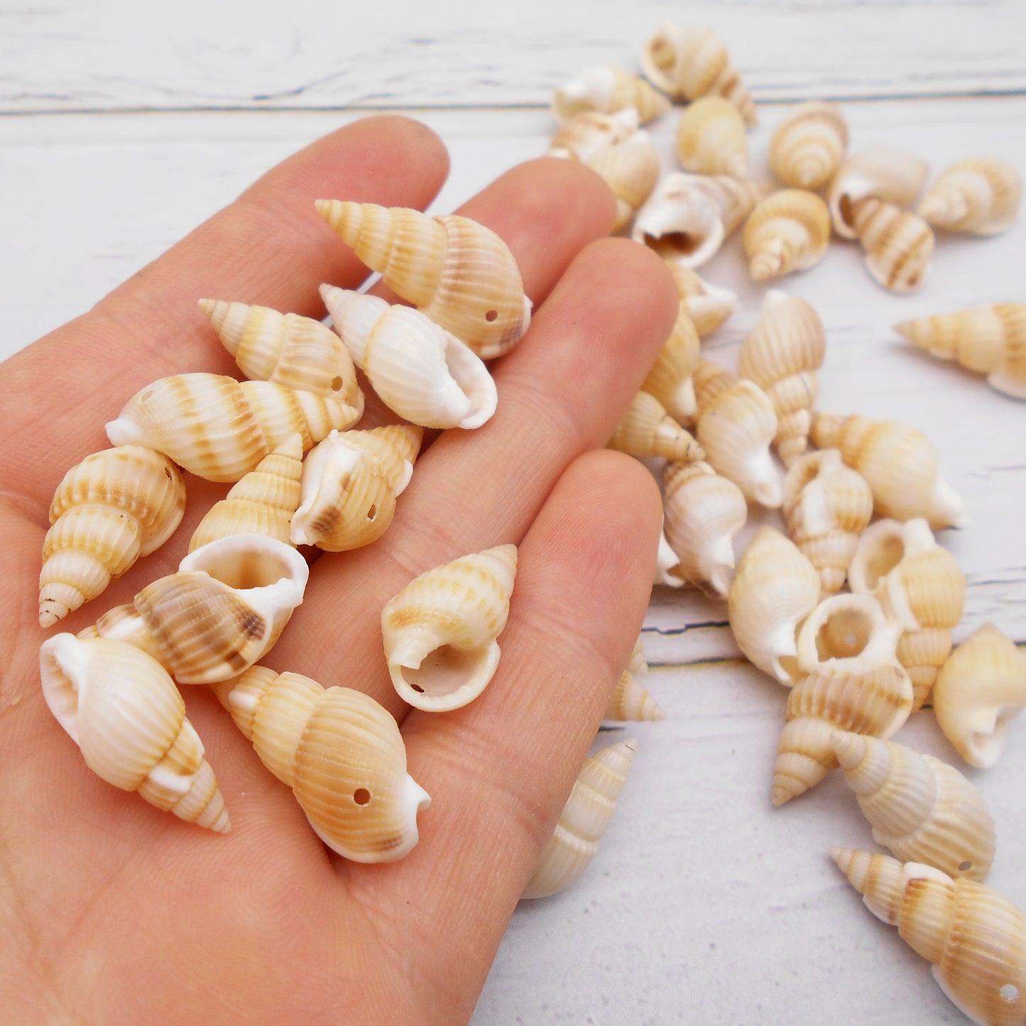 50g One Pack Marine Shell with Hole Natural Conch Shell Bead for DIY Jewelry Making, Fish Tank Aquarium Decor